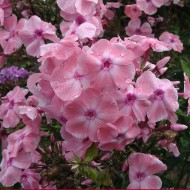 Флокс Phlox Ирина